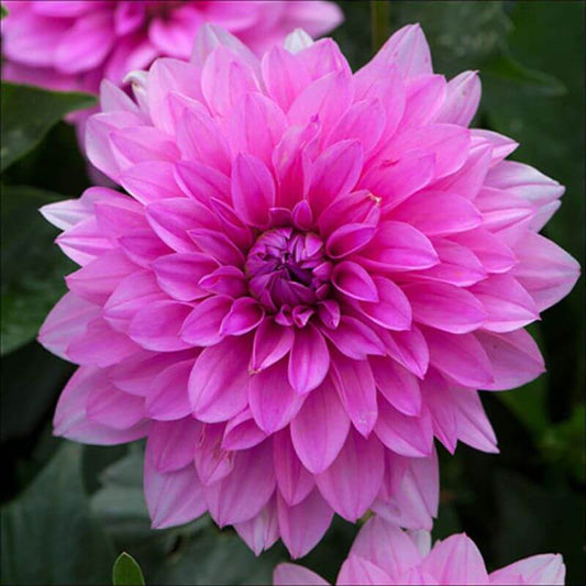 Dahlia 'Gardenetta Lilac' | 2 Ltr