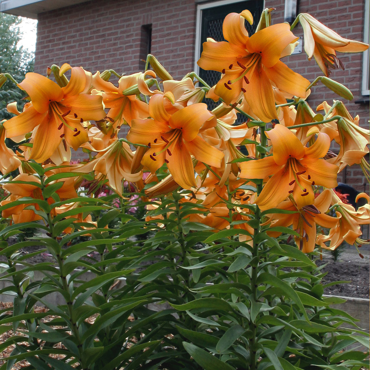Lilium Orange Space