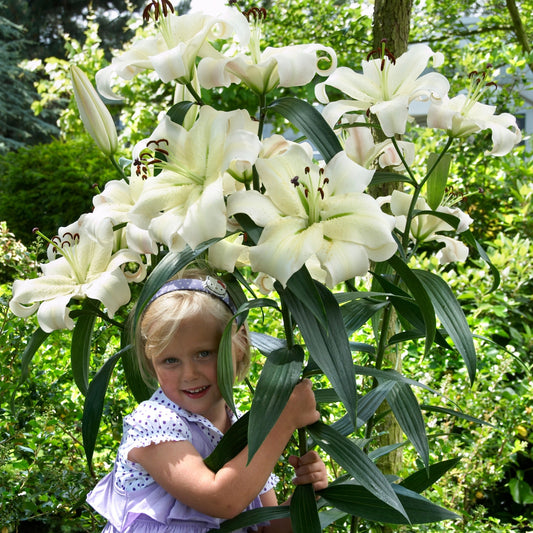 Lilium Pretty Woman