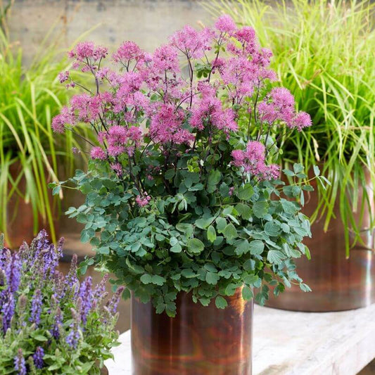 Thalictrum 'Little Pinkie' | 2 Ltr