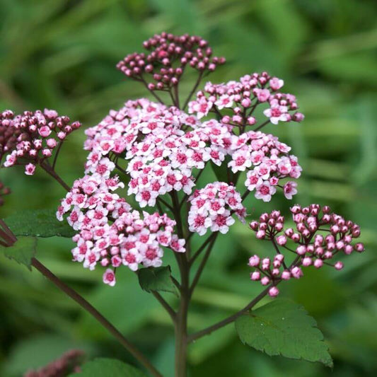 Spiraea 'Little Princess' | 2 Ltr