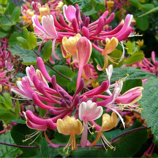 Lonicera periclymenum | 2 Ltr