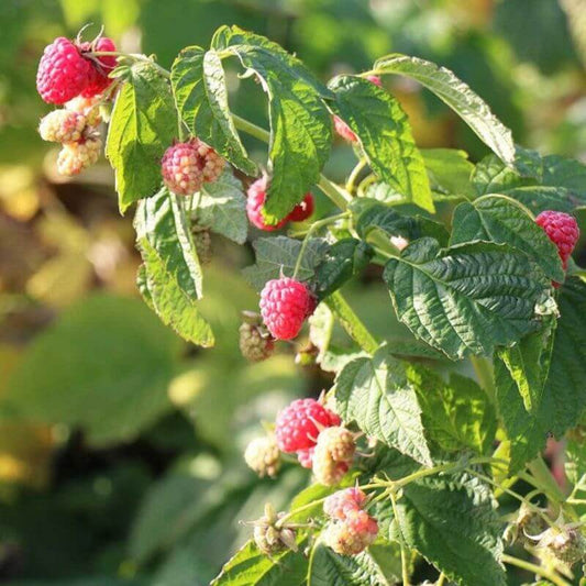 Raspberry - Rubus idaeus 'Low® Little Sweet Sister®' | 1 Ltr