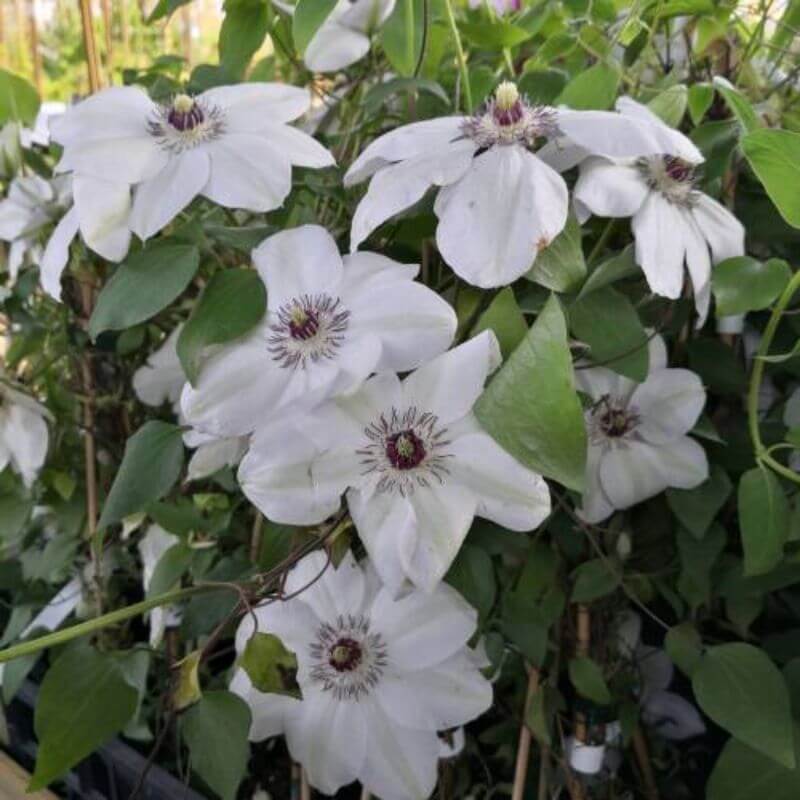 Clematis 'Madame Le Coultre' | 2 Ltr