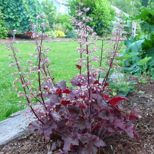 Heuchera americana 'Melting Fire' | 1 Ltr