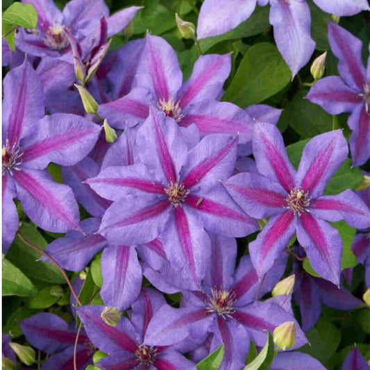 Clematis 'Mrs. N. Thompson' | 2 Ltr