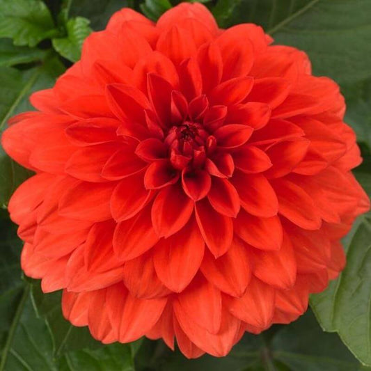 Dahlia 'Gardenetta Orange' | 2 Ltr
