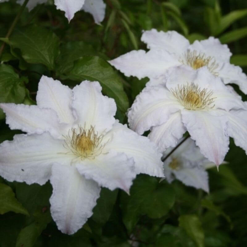 Clematis 'Gladys Picard' | 2 Ltr