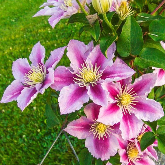Clematis 'Piilu' | 2 Ltr