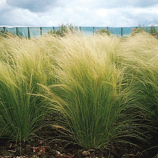 Stipa tenuissima 'Ponytails' | 9cm
