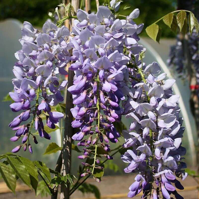 Wisteria floribunda 'Prolific' | 2 Ltr