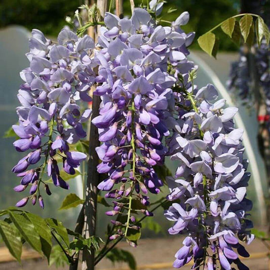 Wisteria floribunda 'Prolific' | 2 Ltr