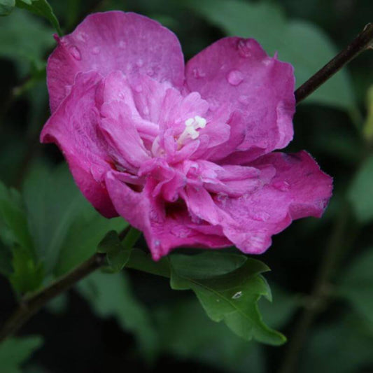 Hibiscus syriacus 'Purple Ruffles®' | 1 Ltr