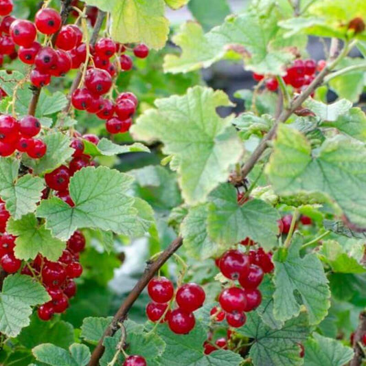 Ribes rubrum 'Jonkheer van Tets' | 1 Ltr