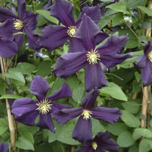 Clematis 'Romantika' | 2 Ltr