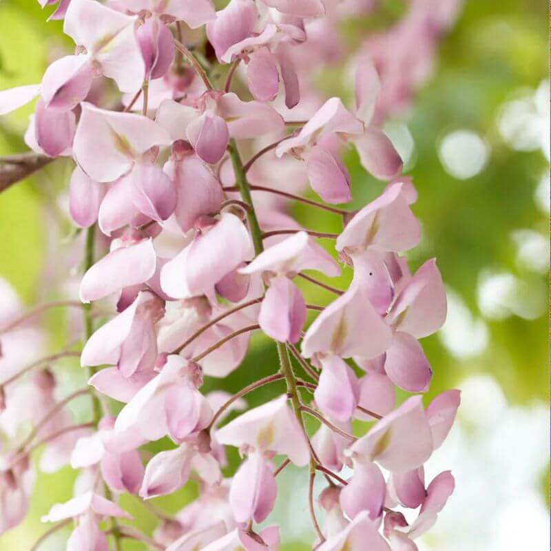 Wisteria floribunda 'Rosea' | 2 Ltr