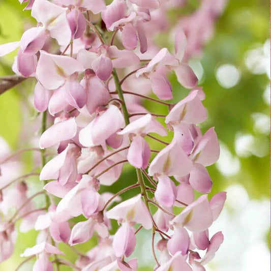 Wisteria floribunda 'Rosea' | 2 Ltr