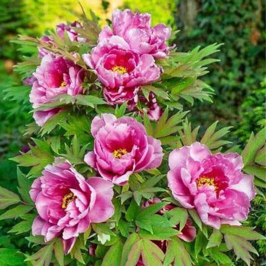Pink flowers with green leaves in a natural setting