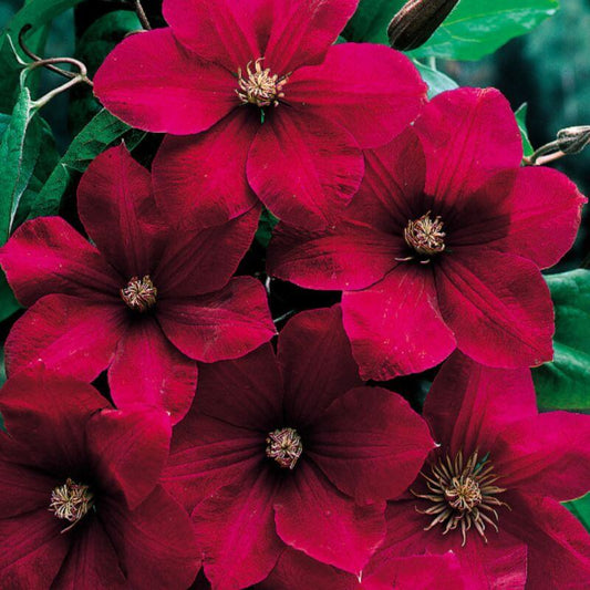 Clematis 'Rouge Cardinal' | 2 Ltr
