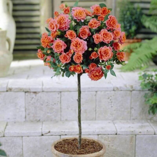 Rosa 'Royal Orange' | 2 Ltr