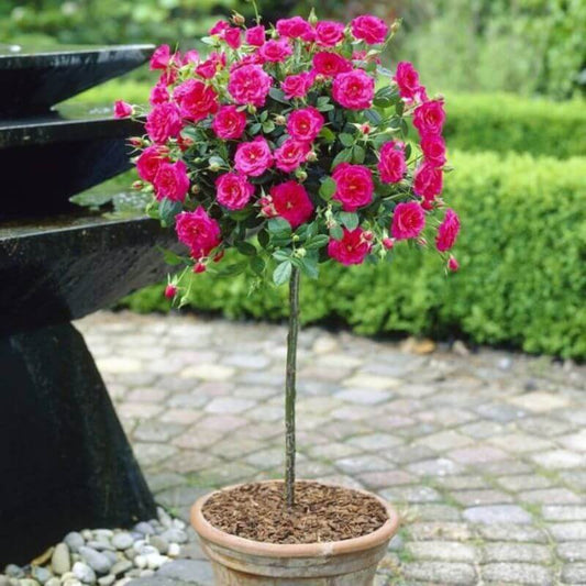 Rosa 'Royal Pink' | 2 Ltr