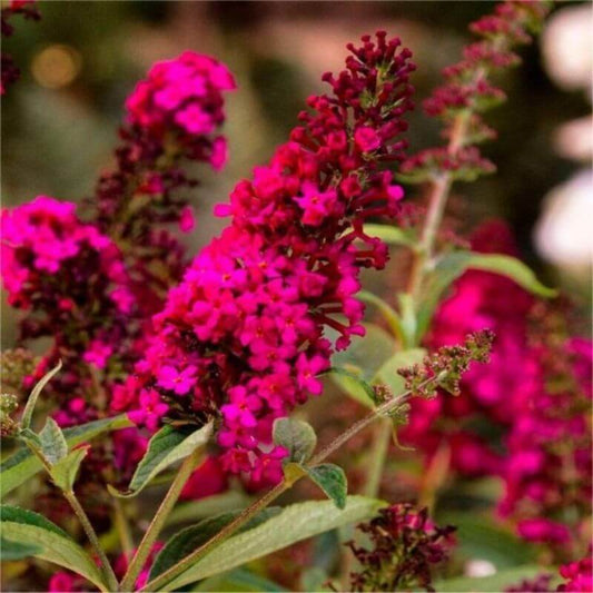 Buddleja 'Royal Red' | 2 Ltr