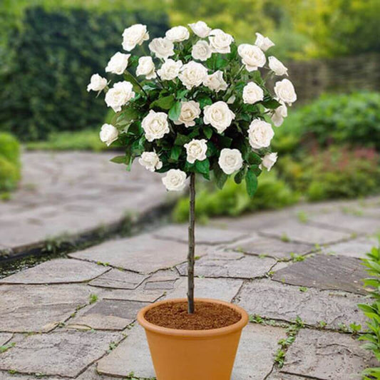 Rosa 'Royal White' | 2 Ltr