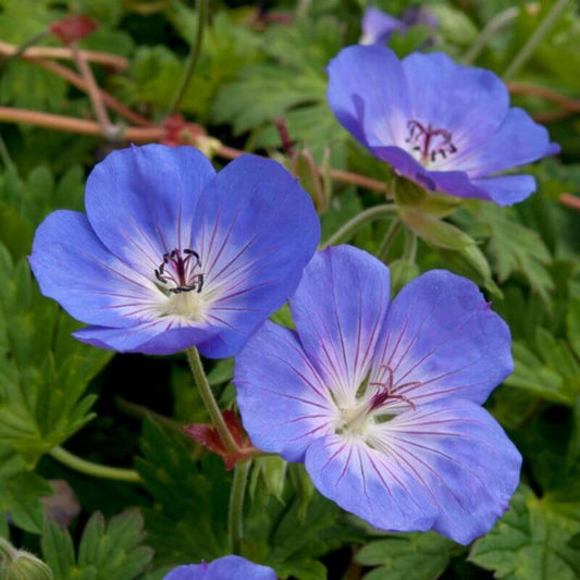 Geranium 'Rozanne®' | 2 Ltr