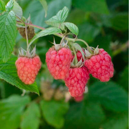 Raspberry - Rubus idaeus 'Sanirelle' | 1 Ltr