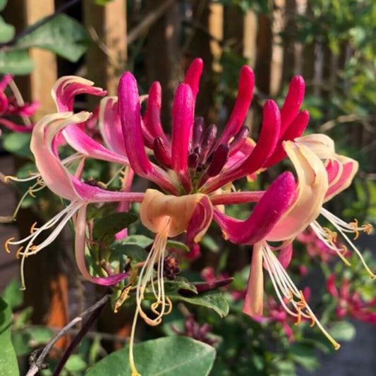 Lonicera periclymenum 'Serotina' | 2 Ltr