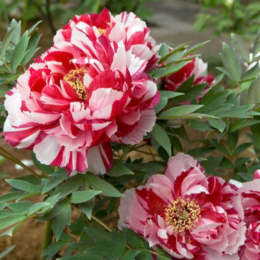 Paeonia 'Shima Nishiki' | 2 Ltr