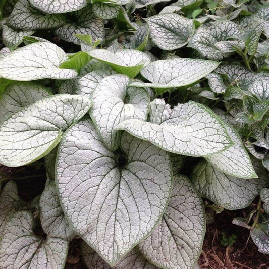 Brunnera 'Silver Heart' | 2 Ltr
