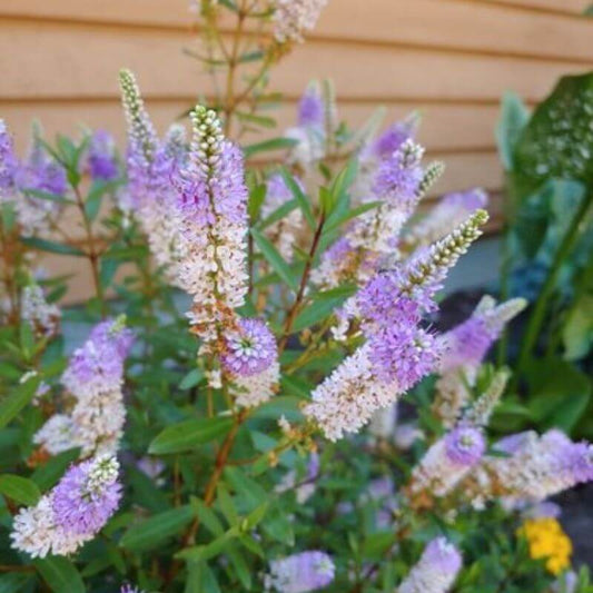 Hebe 'Sparkling Sapphires' | 2 Ltr