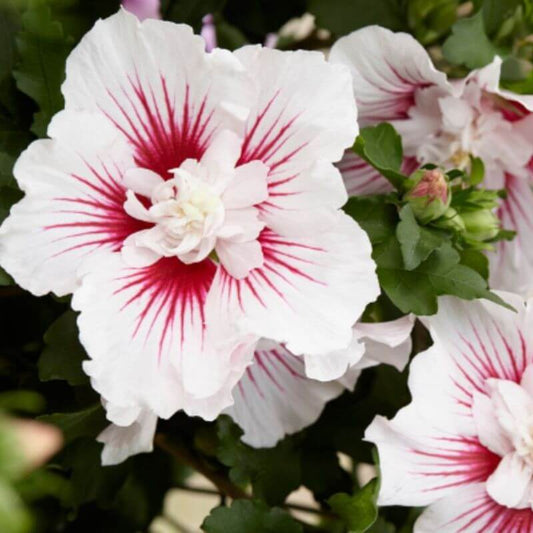 Hibiscus syriacus 'Speciosus' | 1 Ltr