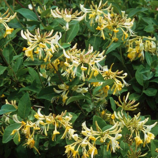Lonicera tellmanniana | 2 Ltr