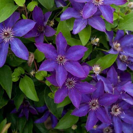 Clematis 'The President' | 2 Ltr