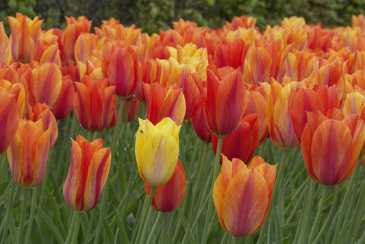 Tulip El Nino