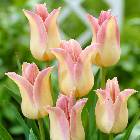Tulip Elegant Lady