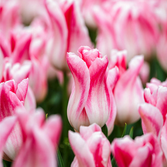 Tulip Holland Chic
