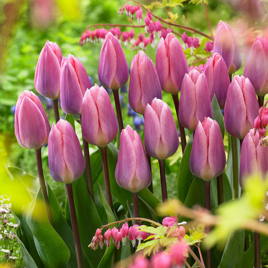 Tulip Light and Dreamy