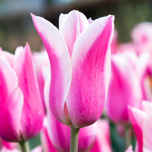Tulip Sanne