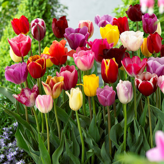 Tulip Triumph Mixed Tulips 10/11cm