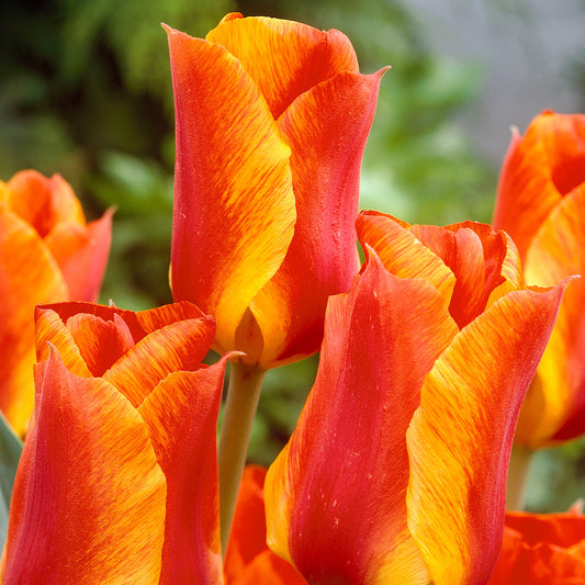 Tulip United States
