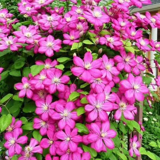 Clematis 'Ville de Lyon' | 2 Ltr