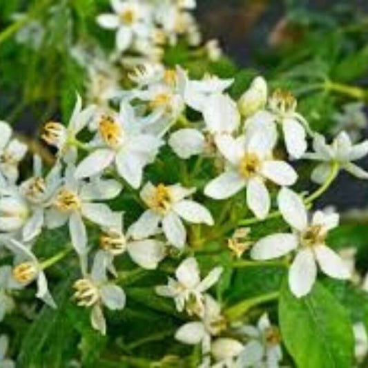 Choisya ternata 'Walberton's Moonshine' | 2 Ltr