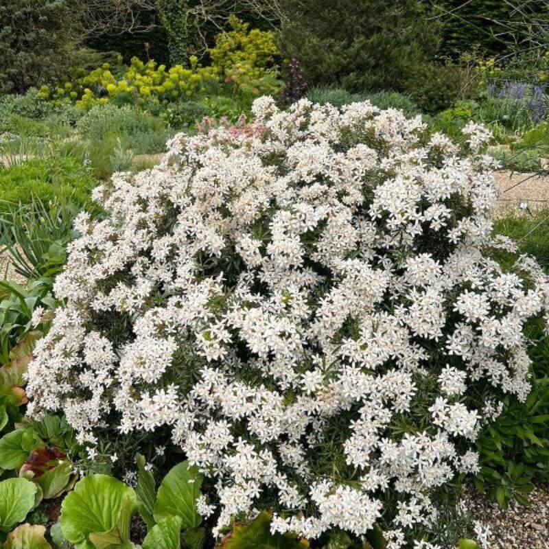 Choisya 'White Dazzler' | 2 Ltr