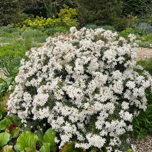 Choisya 'White Dazzler' | 2 Ltr