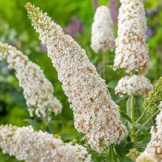 Buddleja 'White Profusion' | 2 Ltr