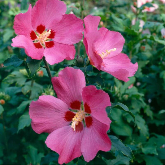 Hibiscus 'Woodbridge' | 1 Ltr