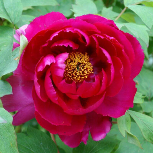 Close-up of a vibrant pink flower with a green background